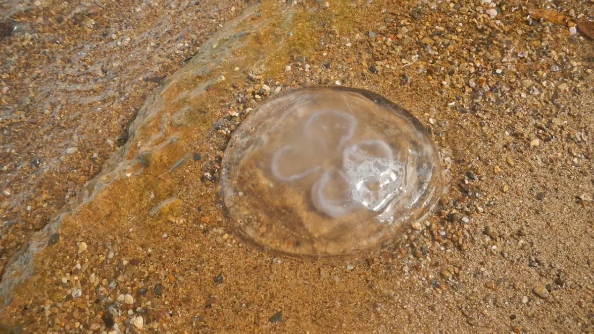 Bad Water