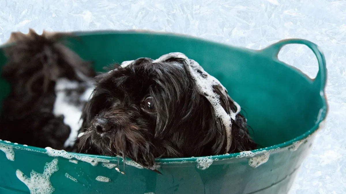 Bucket Bath