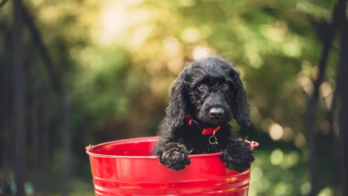 Descaling Soak Bucket