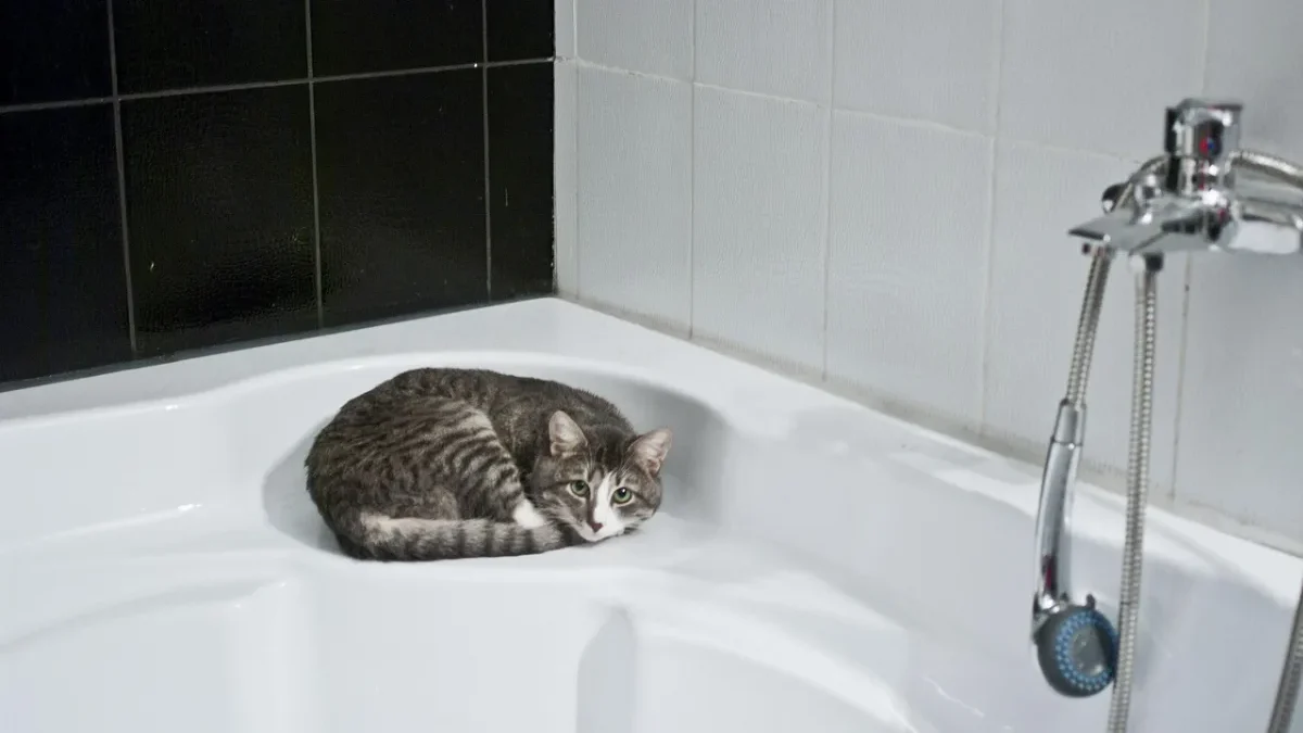 Shower Head
