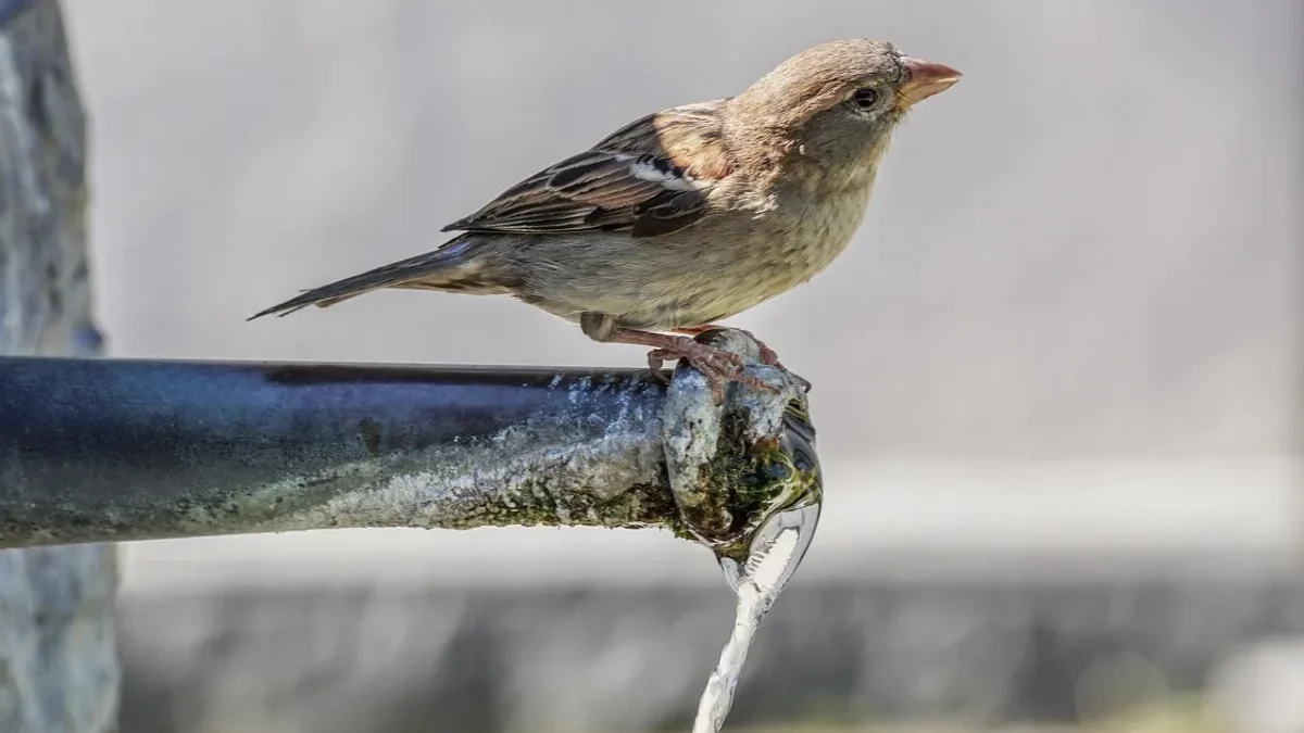 Warm Water Tap
